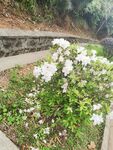 小白花