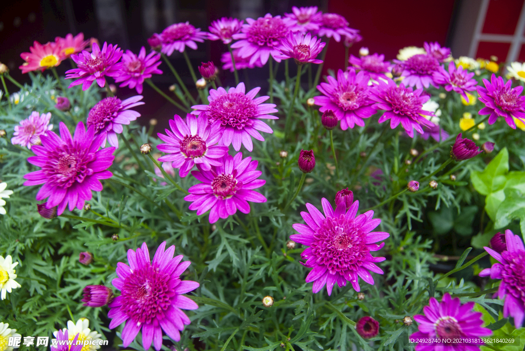 木茼蒿花
