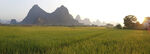 峰林稻谷