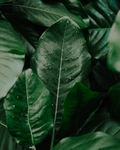 夏季绿植自然清新生态背景素材