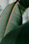芭蕉叶绿植清新自然生态素材
