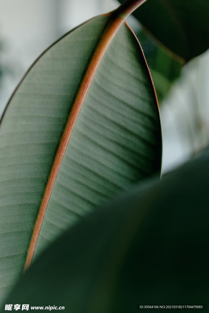 芭蕉叶绿植清新自然生态素材