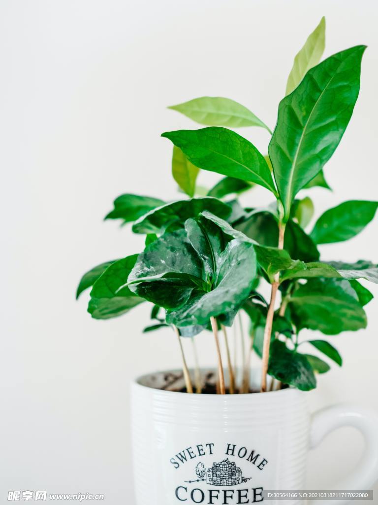 绿植盆栽清新自然生态素材