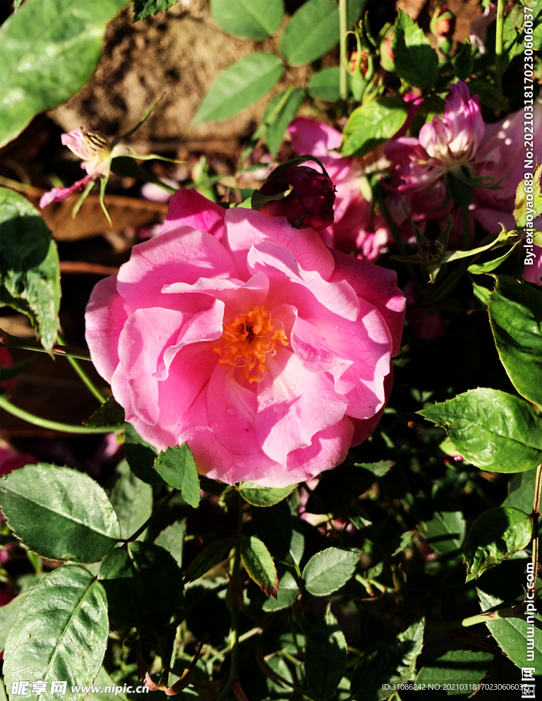 月季花