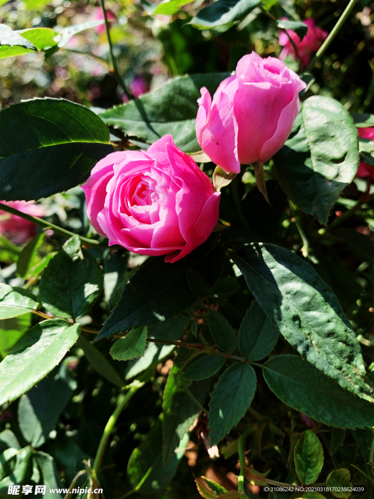月季花