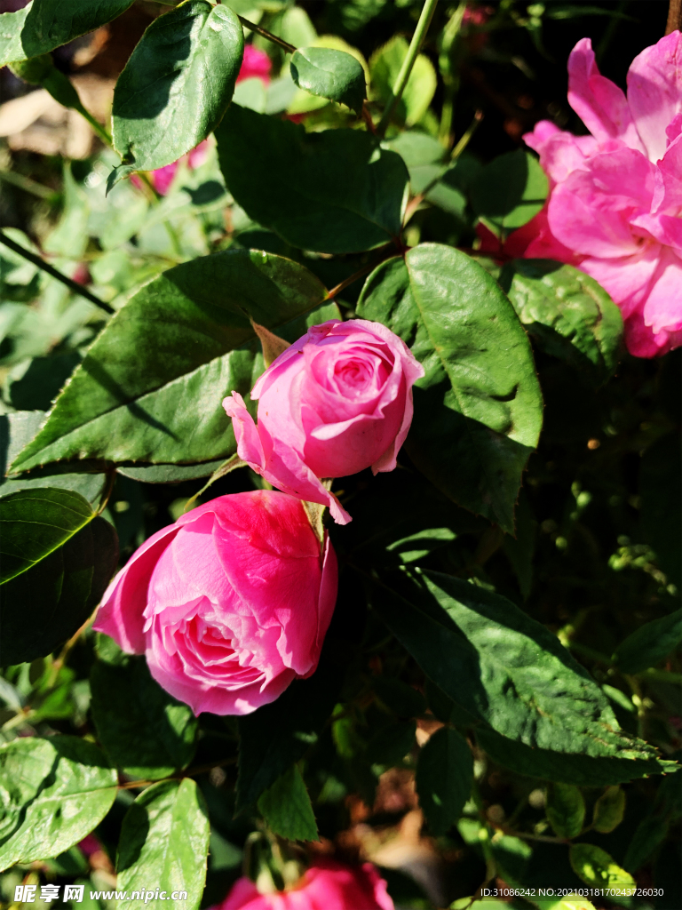 月季花