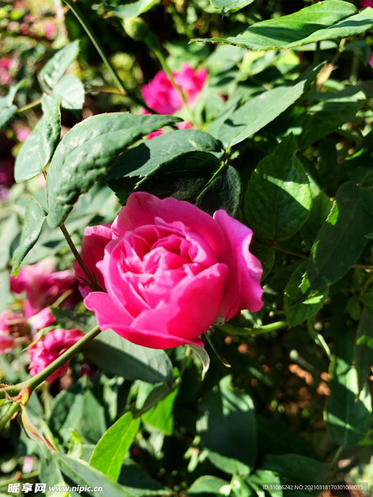 月季花