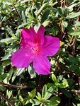 杜鹃花