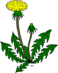 蒲公英