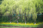 柳树与油菜花