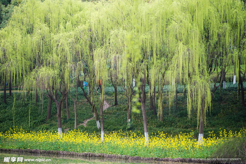 柳树与油菜花