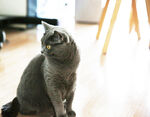 猫