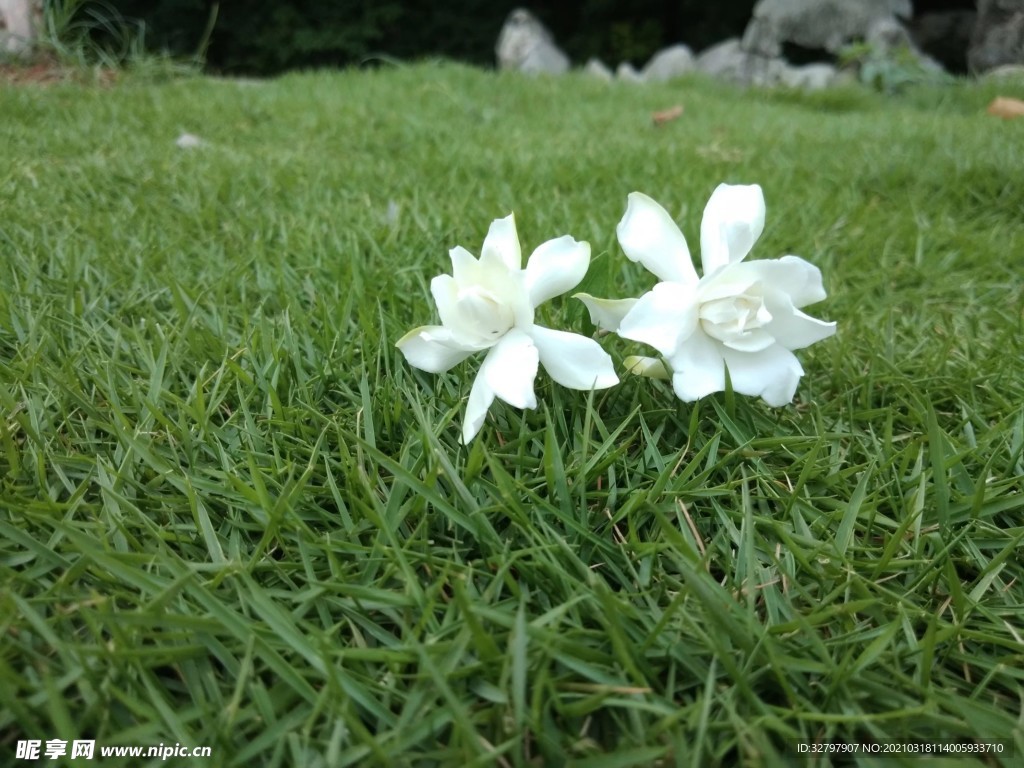 花花草草