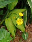 小黄花