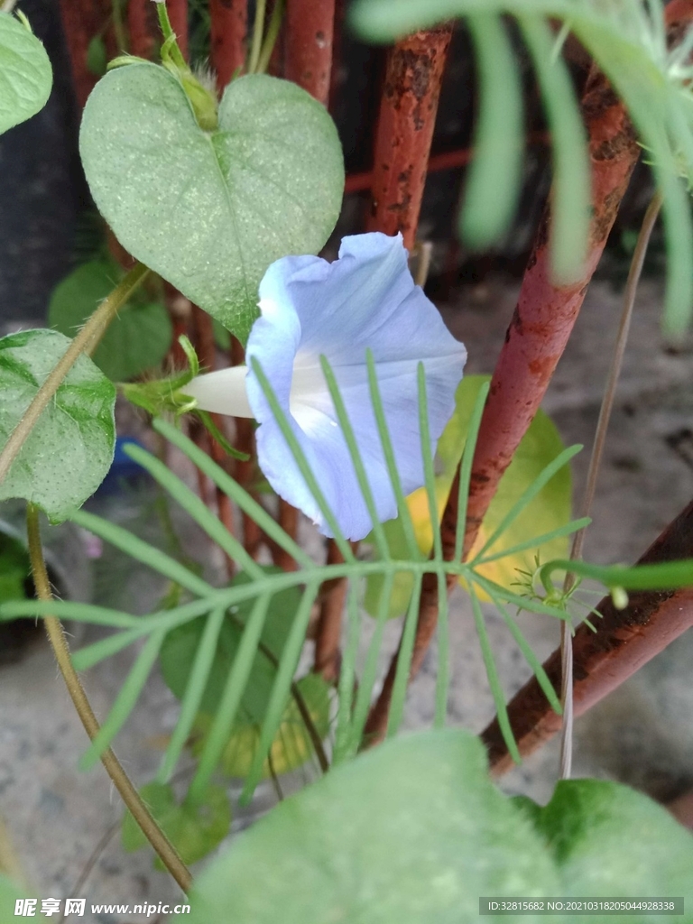 牵牛花