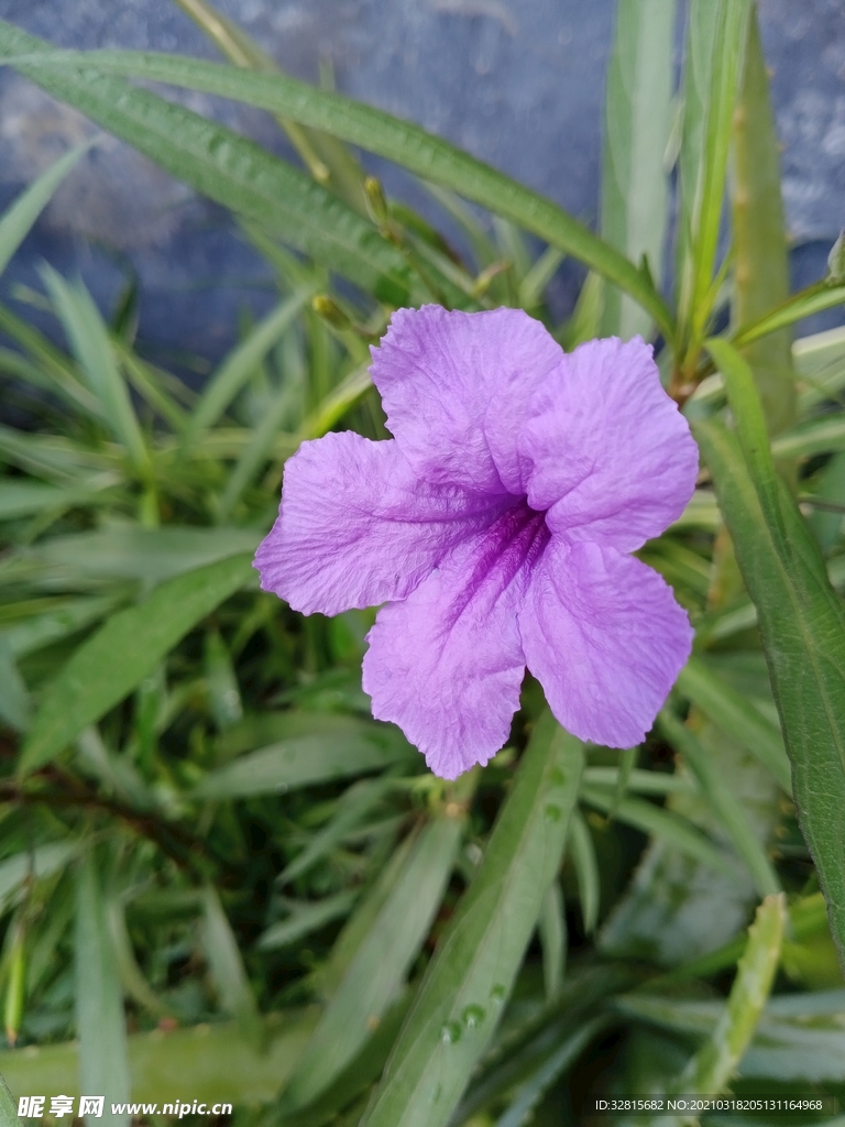 紫色兰花草