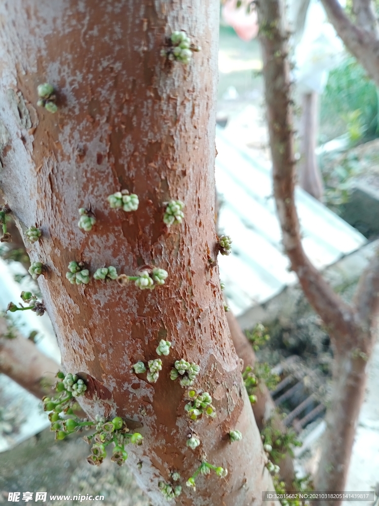 树葡萄2花