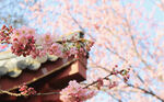 赏樱樱花粉色古风建筑公众号配图
