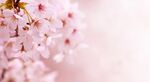 赏樱樱花粉色清新唯美公众号配图