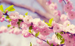 赏樱樱花粉色古风公众号配图