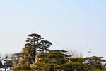 公园景点假山迎客松