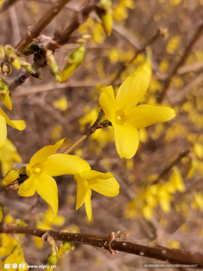 微距迎春花特写