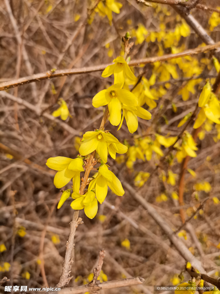 迎春花特写