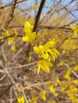 微距迎春花特写