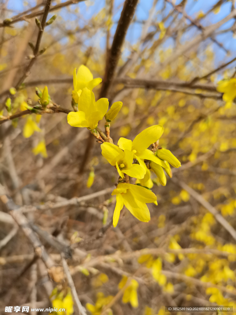 微距迎春花特写