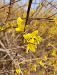 微距迎春花特写