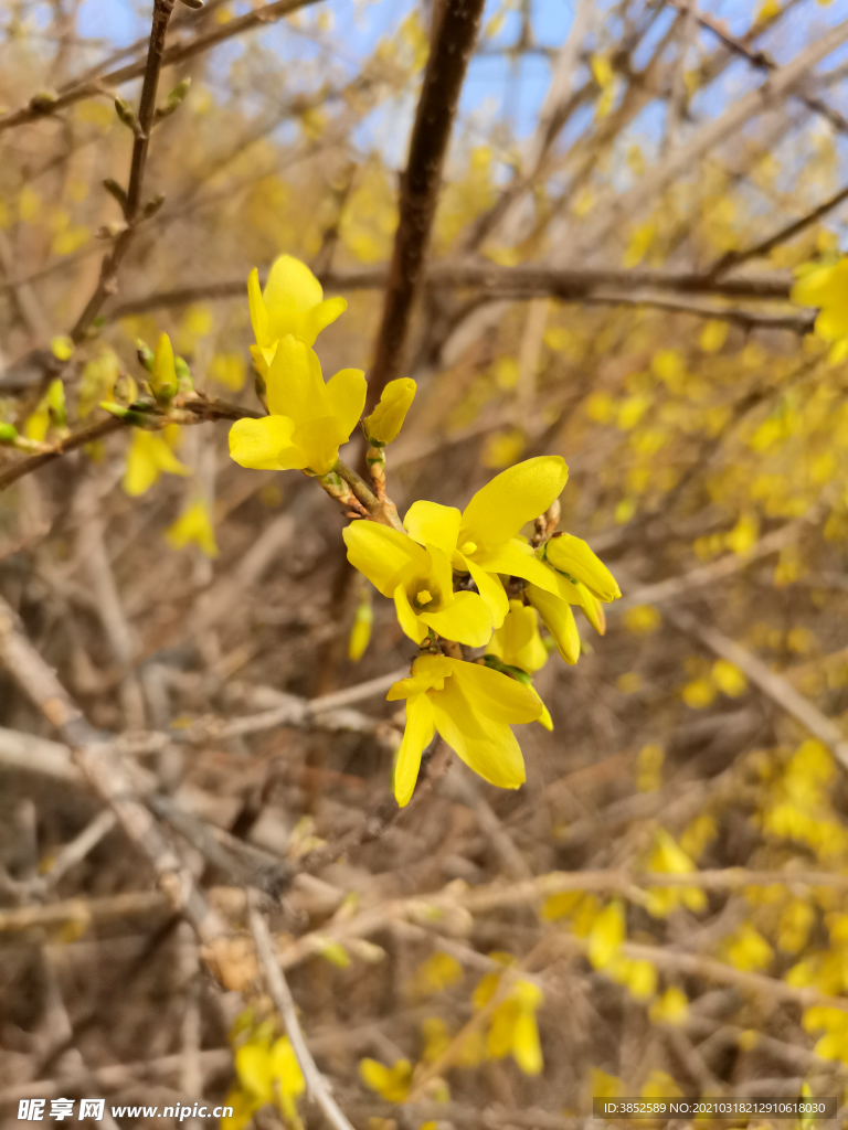 微距迎春花特写