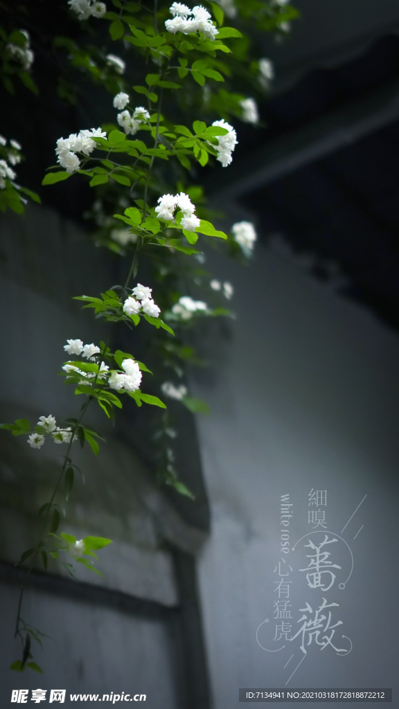蔷薇