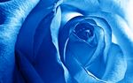 蓝色 玫瑰