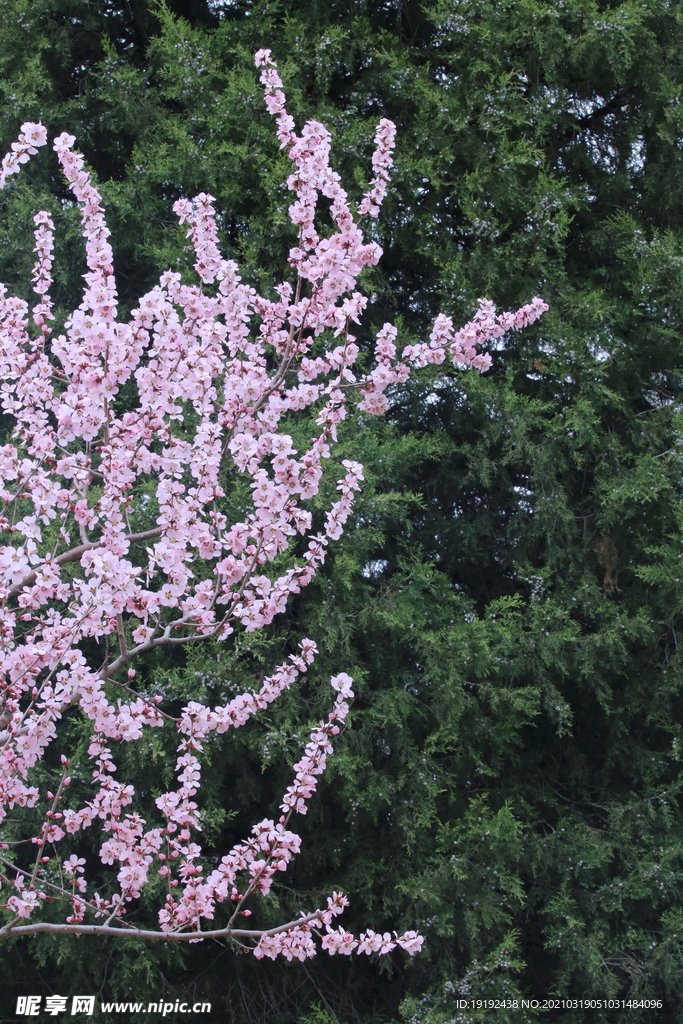 山桃花