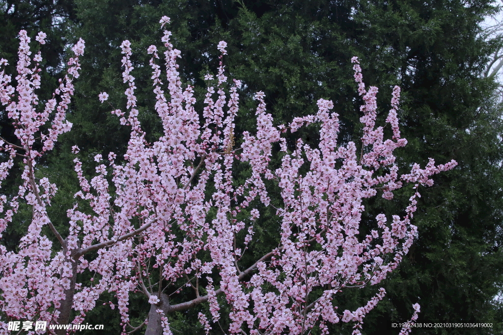 山桃花