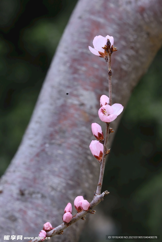 山桃花