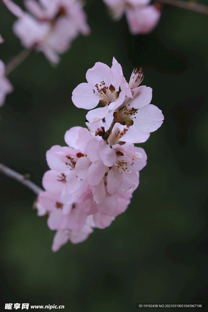 山桃花