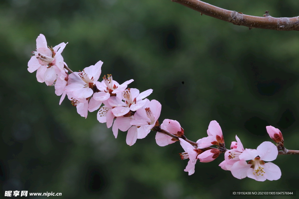 山桃花