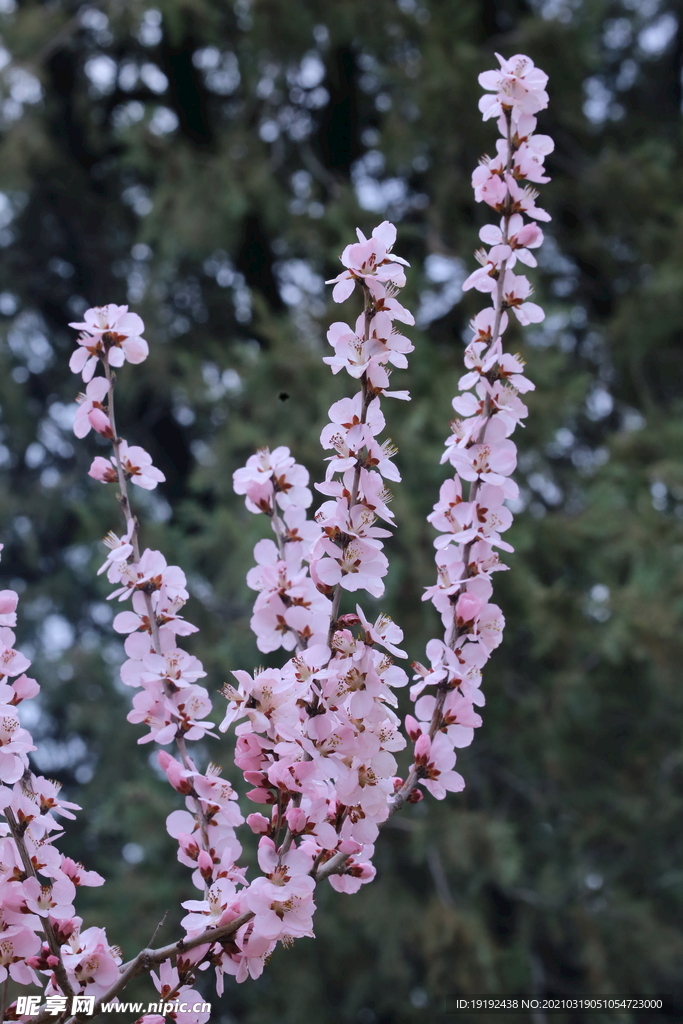 山桃花