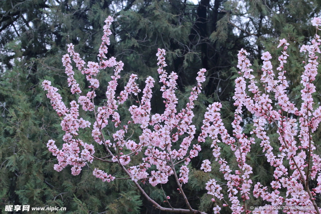 山桃花