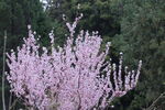 山桃花