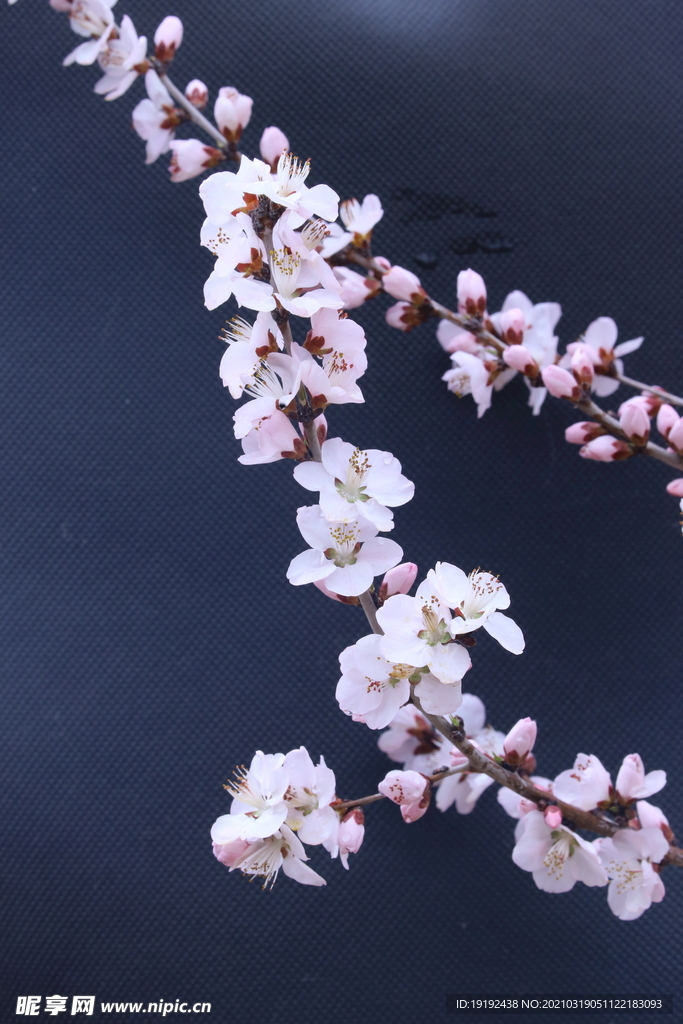 山桃花