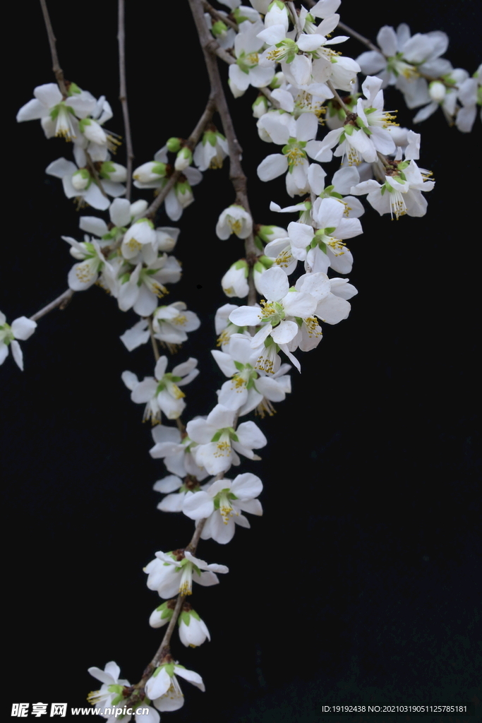 山桃花
