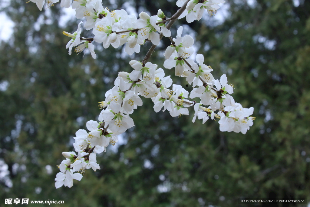 山桃花