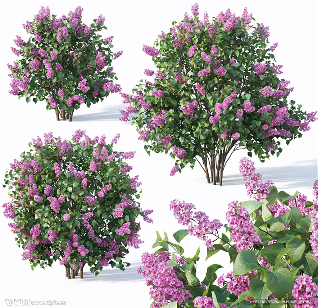 3DMAX模型叶子花树木灌木