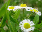 白晶菊花朵图片