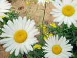 白晶菊花朵图片
