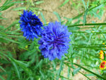 蓝花矢车菊花朵图片