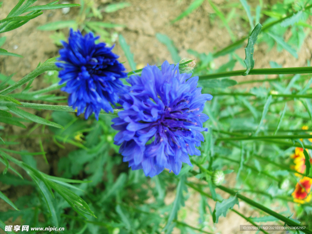 蓝花矢车菊花朵图片