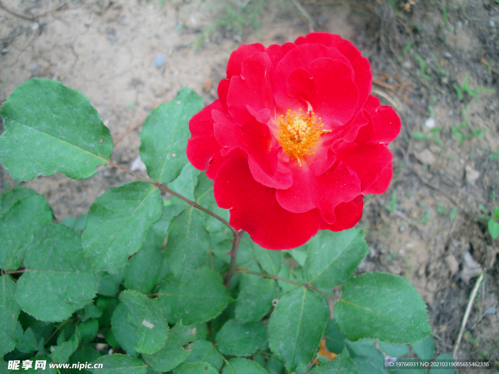 月季花花朵图片